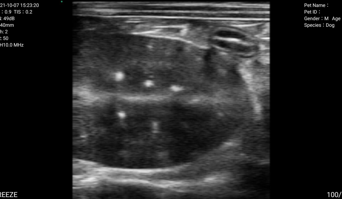 Dog Kidney in 2D Mode