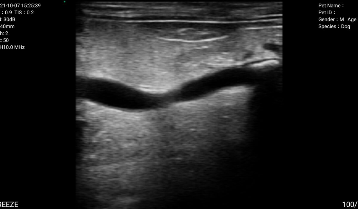 Dilatación ureteral en perro en modo 2D